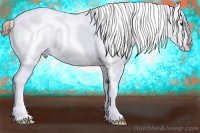 Horse Color:Chestnut Frame Appaloosa 