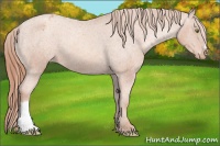 Horse Color:Gold Champagne Appaloosa 