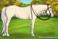 Horse Color:Gold Cream Champagne Dun