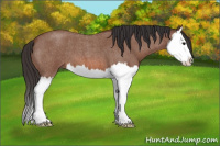 Horse Color:Bay Roan Splash