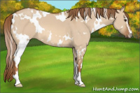 Horse Color:White Spotted Red Dun Sabino 