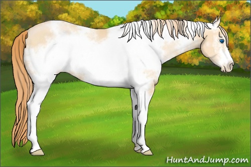 Horse Color: White Spotted Buckskin Pearl Frame 