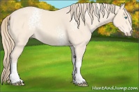 Horse Color:White Spotted Perlino