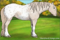 Horse Color:Smoky Creme Appaloosa 