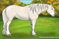 Horse Color:White Spotted Cremello Tobiano