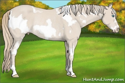 Horse Color: White Spotted Smoky Creme Frame Rabicano 