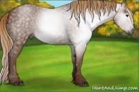 Horse Color:Gray Chestnut 
