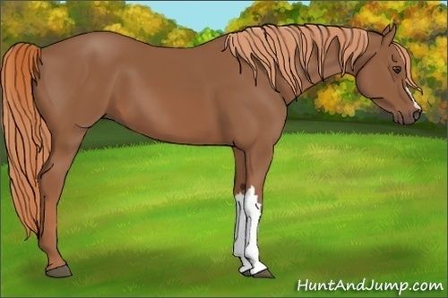 Horse Color:Chestnut 