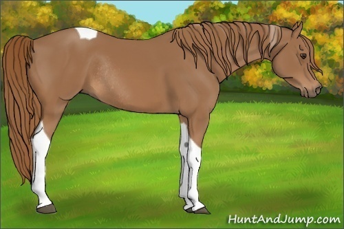 Horse Color:Chestnut Tobiano Rabicano