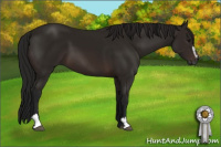 Horse Color:Gray Bay Sabino