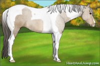 Horse Color:Buckskin Tobiano
