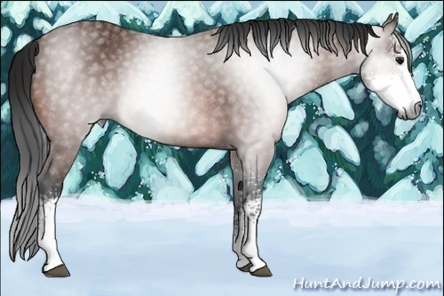 Horse Color:Gray Bay Sabino 
