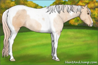 Horse Color:Palomino Tobiano 