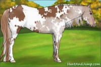 Horse Color:White Spotted Chestnut