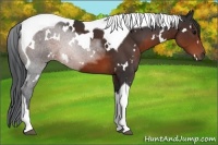 Horse Color:White Spotted Brown Tobiano 
