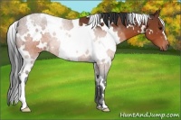Horse Color:White Spotted Brown 