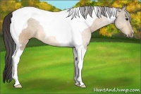 Horse Color:Buckskin Tobiano