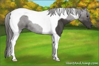 Horse Color:Smoky Black Tobiano
