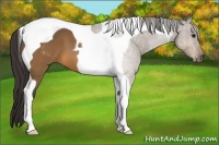 Horse Color:Buckskin Tobiano 