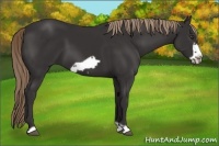 Horse Color:Liver Chestnut Frame 