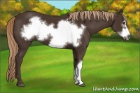 Horse Color:Liver Chestnut Frame 