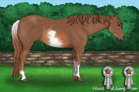 Horse Color:White Spotted Liver Chestnut 