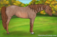 Horse Color:Red Roan 