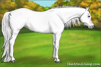 Horse Color:Gray Bay Varnish 