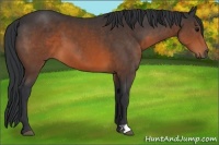 Horse Color:Brown 