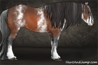 Horse Color:White Spotted Bay Rabicano 
