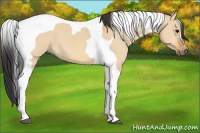 Horse Color:Bay Dun Tobiano 