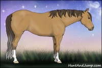 Horse Color:Buckskin 