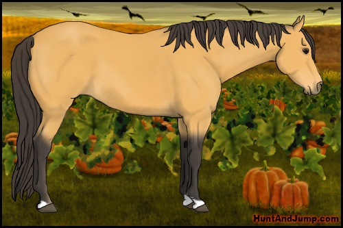 Horse Color: Buckskin 