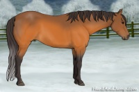 Horse Color:Buckskin 