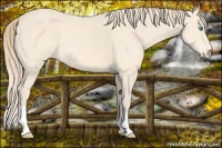 Horse Color:Perlino 