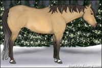 Horse Color:Buckskin Dun 
