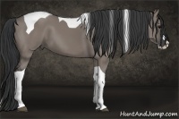 Horse Color:Grullo Splash Tobiano 