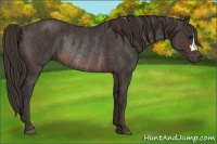 Horse Color:Brown Rabicano  Brindle