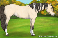 Horse Color:Buckskin Roan Dun Tobiano