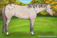 Horse Color:Bay Roan Dun Appaloosa 