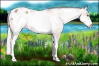 Horse Color:White Spotted Silver Classic Champagne Frame Appaloosa Rabicano 