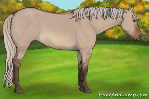 Horse Color: Unknown 