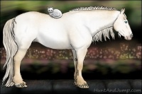 Horse Color:Gray Palomino Roan Pearl Dun 
