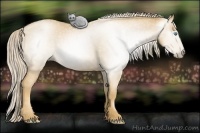 Horse Color:Gray Palomino Pearl 