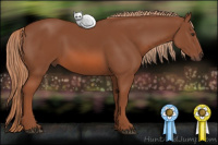 Horse Color:Liver Chestnut Rabicano 