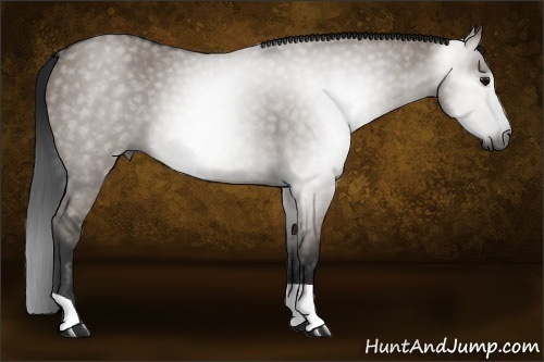 Horse Color:Gray Grullo 