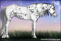 Horse Color:White Spotted Black Splash Tobiano Frame Near Leopard 