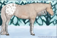 Horse Color:Silver Bay Ice Appaloosa