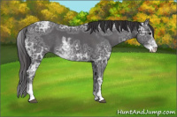 Horse Color:Smoky Black Ice Sabino 