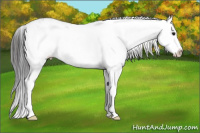 Horse Color:Grullo Sabino Splash